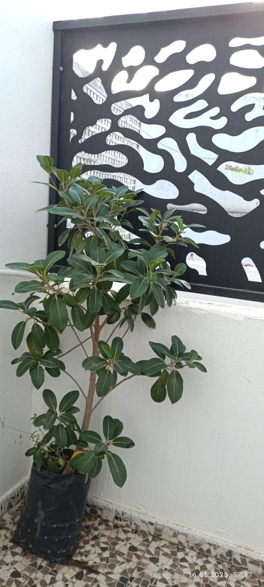 Residence Debbabi Sans Coupure D'Eau Monastir Værelse billede